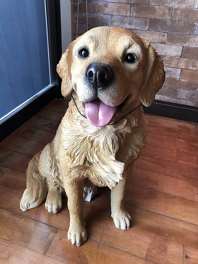 番犬の小風太です。